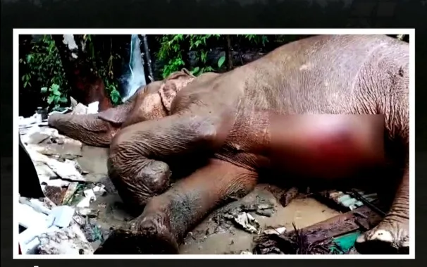 Wild elephant injured after falling into ditch due to landslide in Cox's Bazar