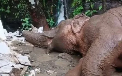 Wild elephant that fell from 200ft hill into ditch due to landslide passes away in Cox’s Bazar