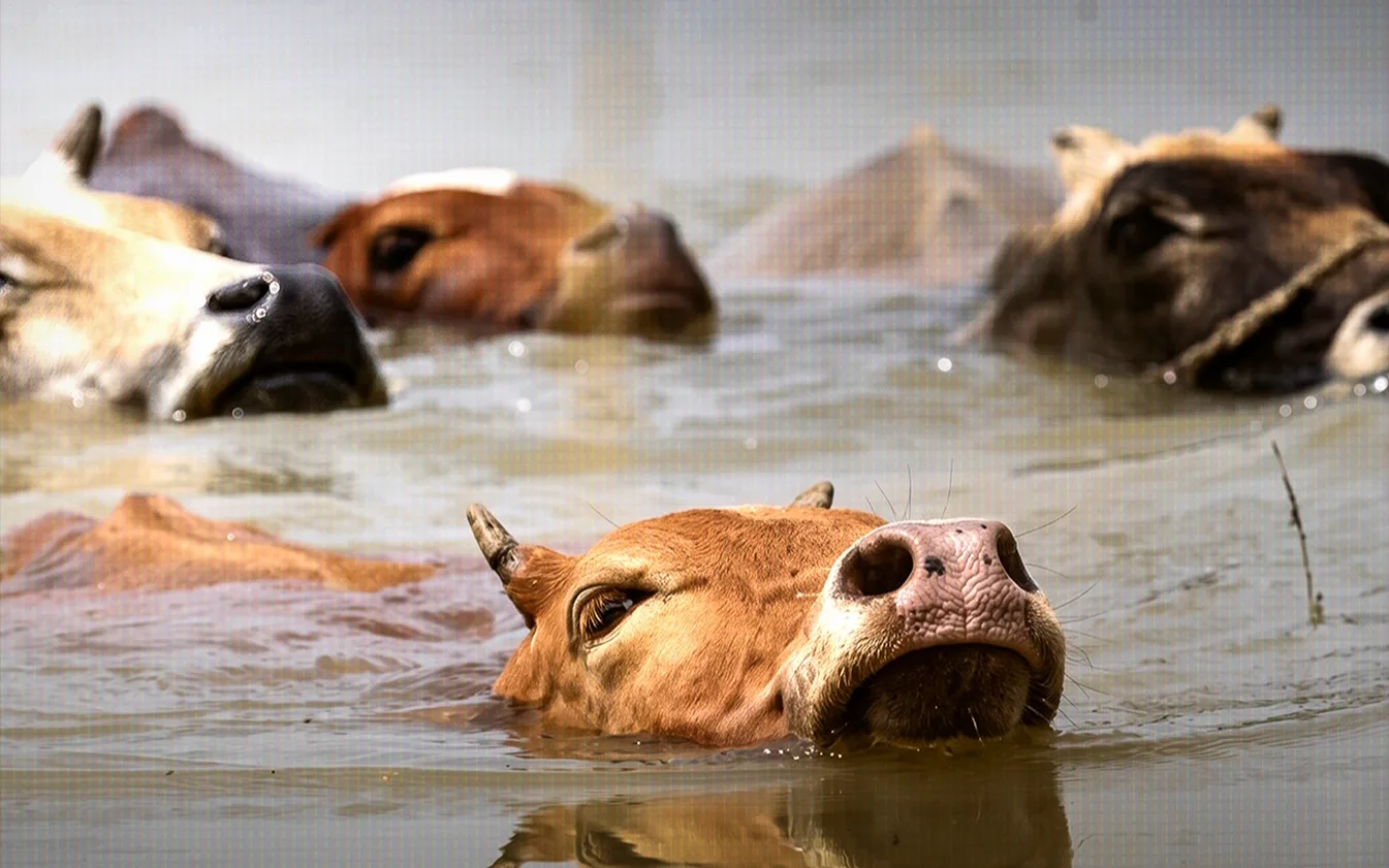 Chattogram floods kill over 1.12 lakh livestock & poultry; losses exceed Tk30 crore
