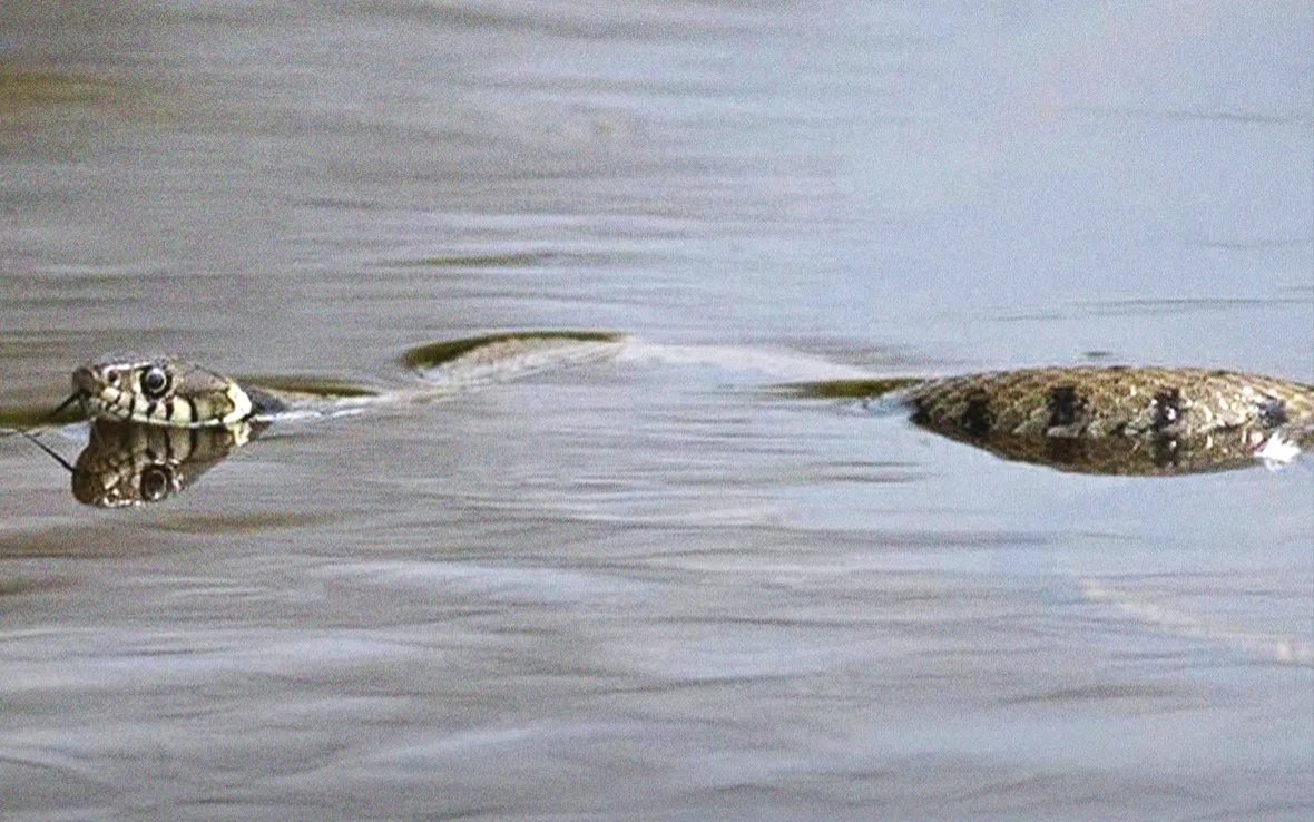 Floodwaters force snakes into residential areas in Chattogram; 86 people bitten in 7 days