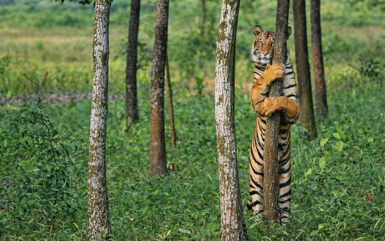 Today is World Tiger Day, but are our tigers safe yet?