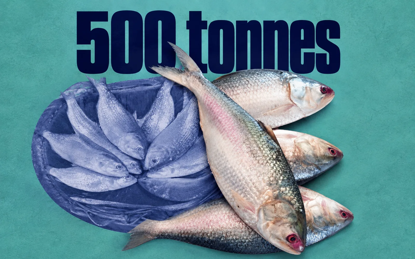 India Sends Hilsa to Bangladesh for the First Time, Testing the Hilsha Diplomacy
