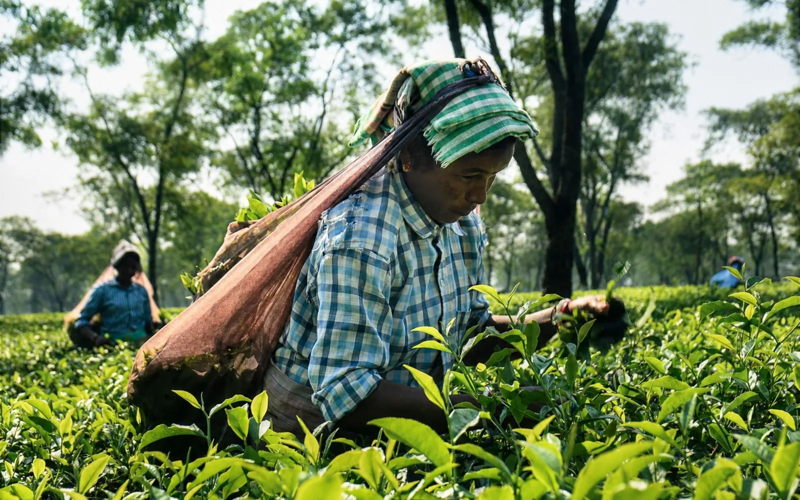The Bitter Truth about Your Tea