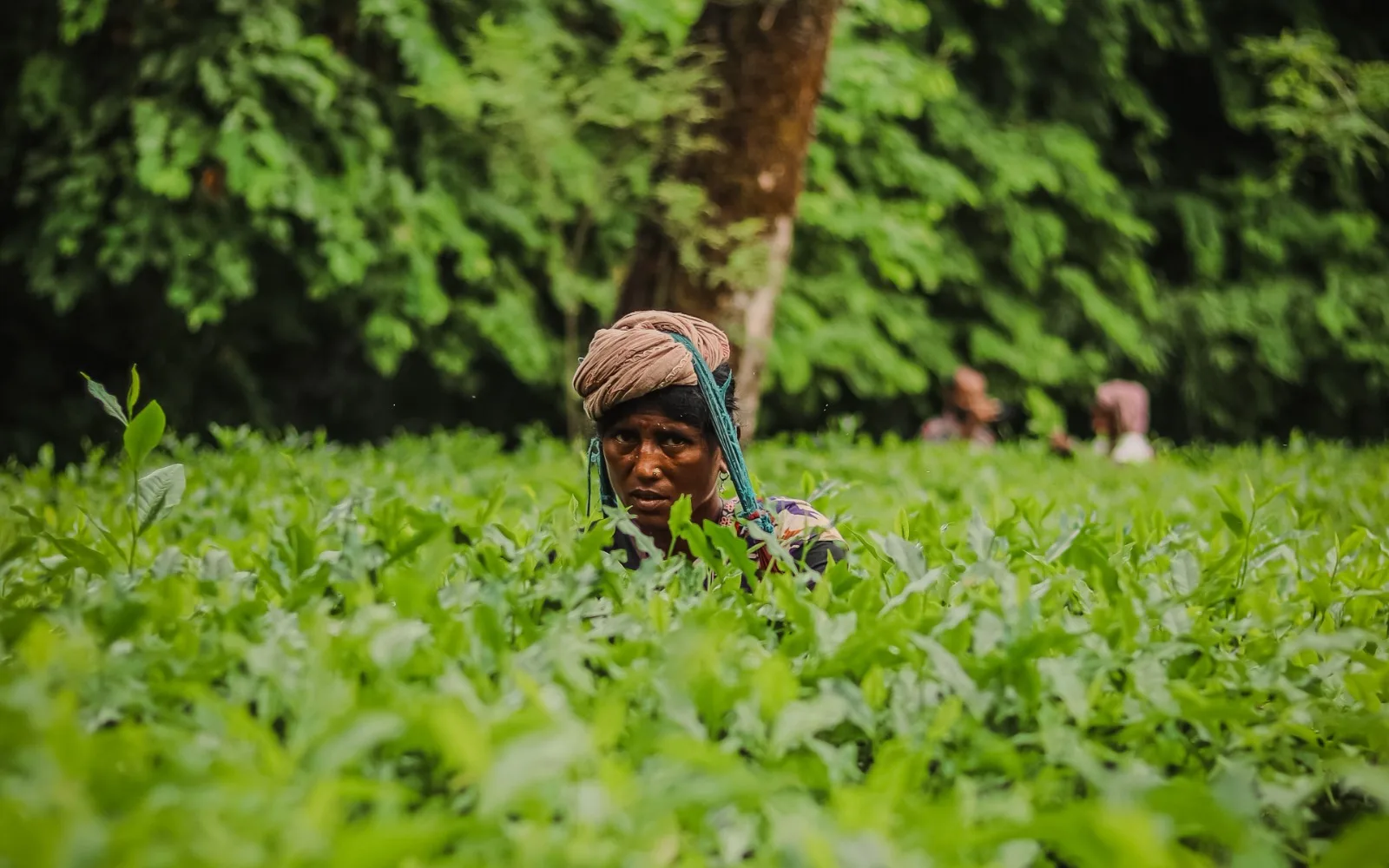 The Bitter Truth about Your Tea