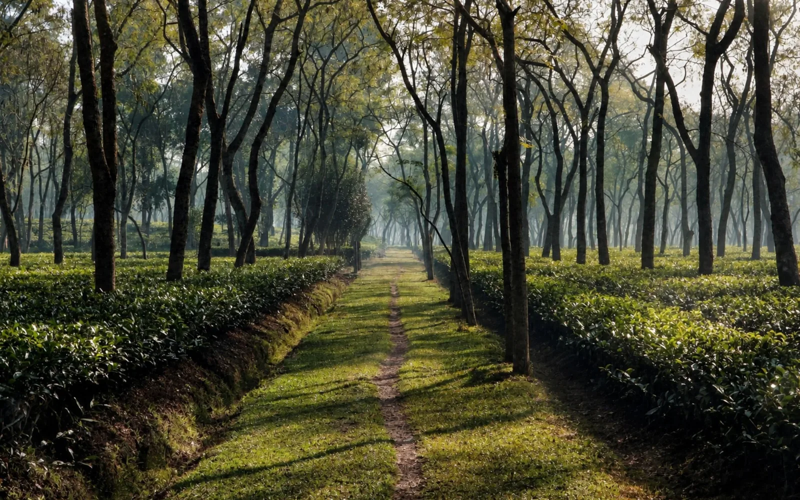 The Bitter Truth about Your Tea