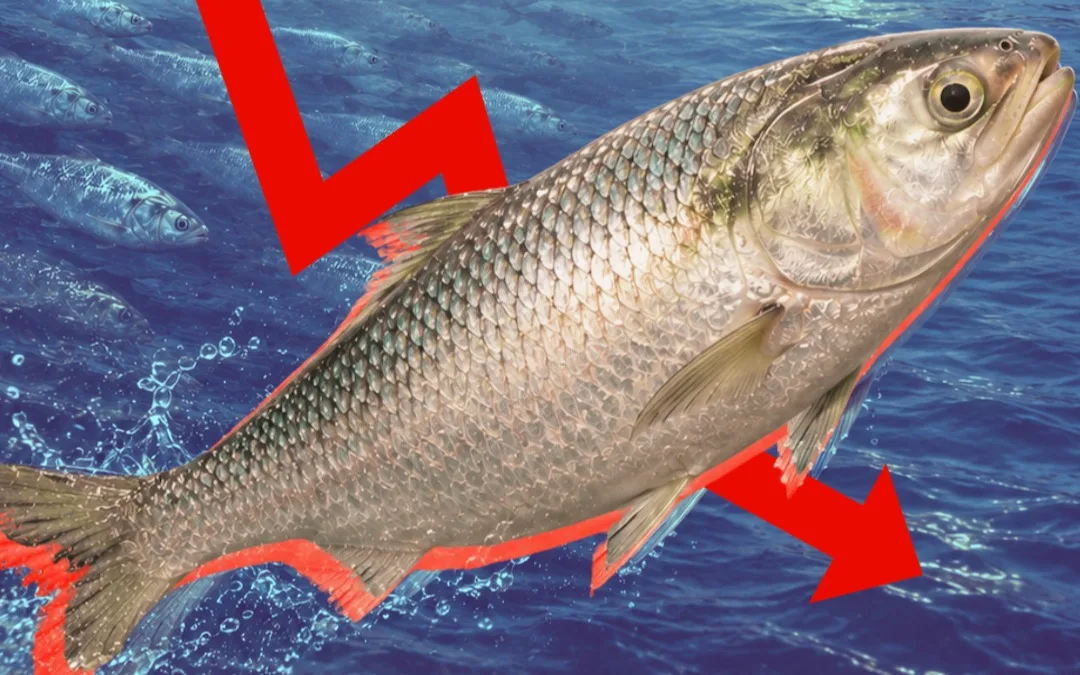 Government Takes Protection as New Initiatives to Boost Hilsa Production